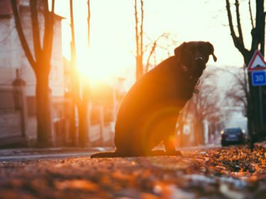 Dog on the stree