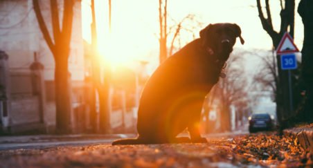 Dog on the stree