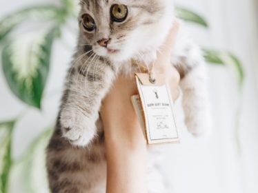 Tagged cat