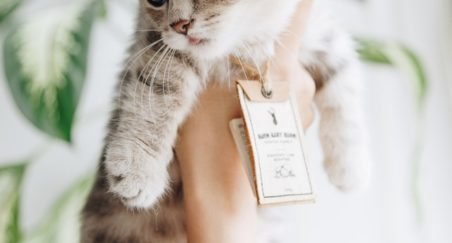 Tagged cat